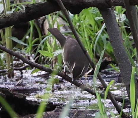 Louisiana/Northern Waterthrush - ML618140550