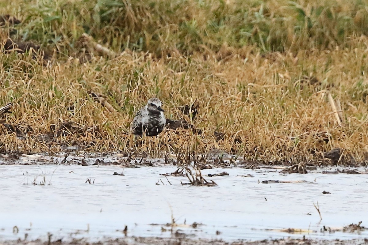 Black-bellied Plover - Rita Flohr