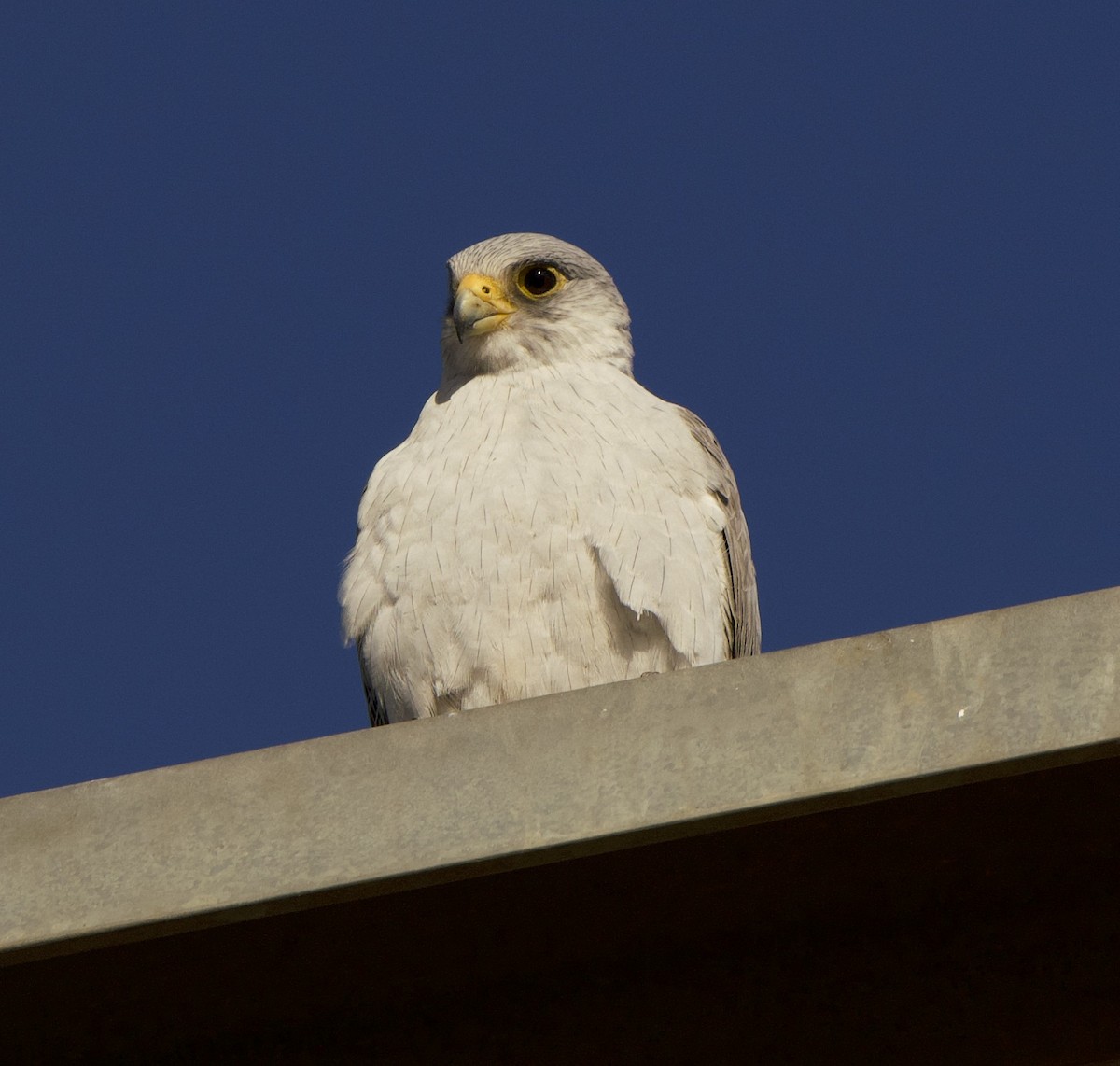 Gray Falcon - Ruben Brinsmead