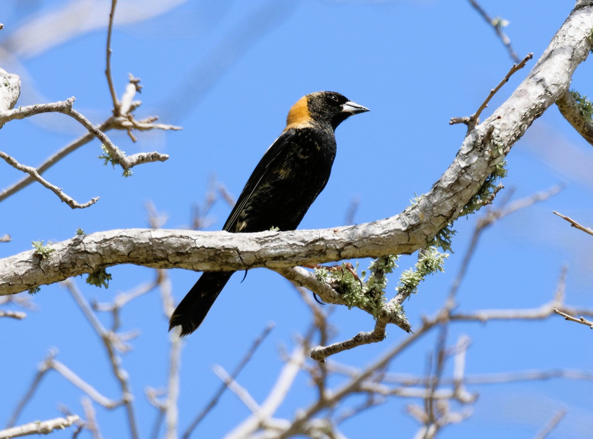 Bobolink - Anne Ruben