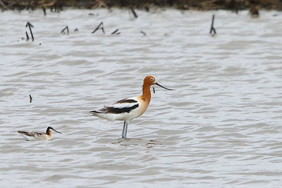 American Avocet - Rita Flohr