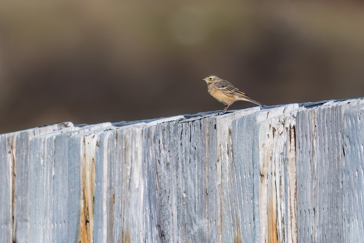 Американский конёк - ML618140574