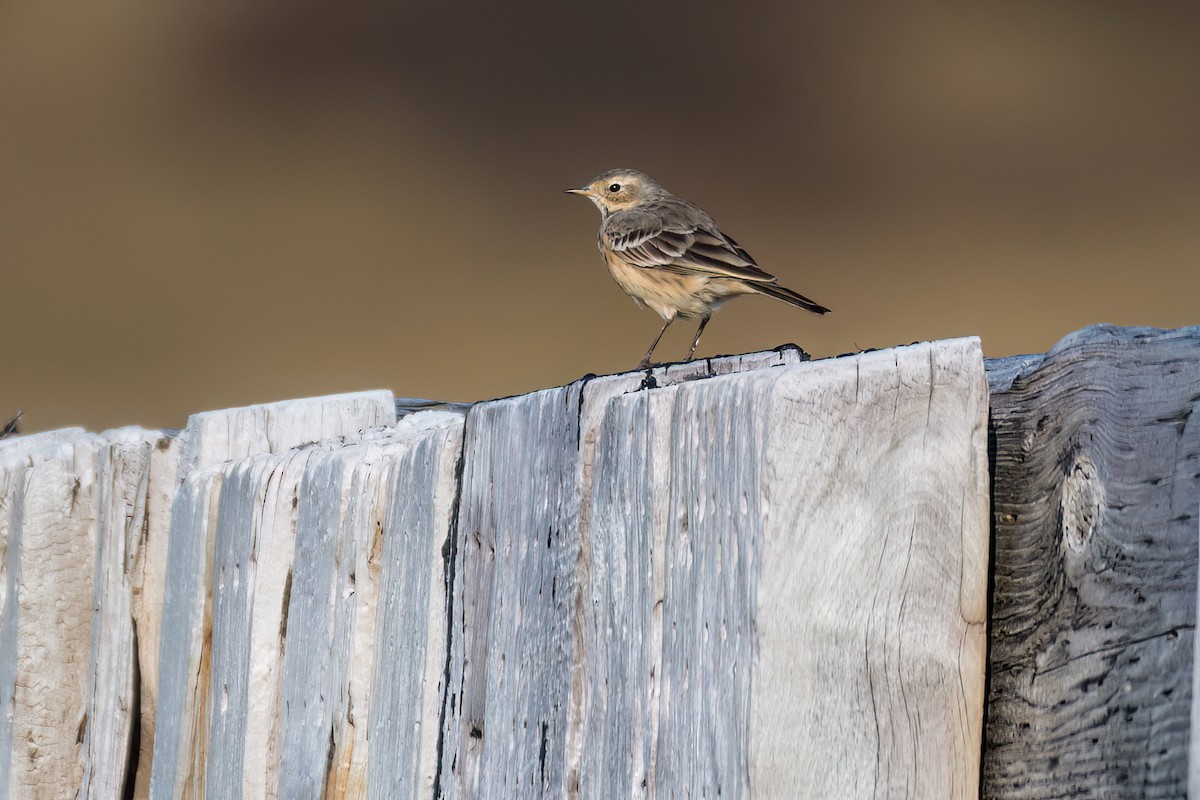 Американский конёк - ML618140577