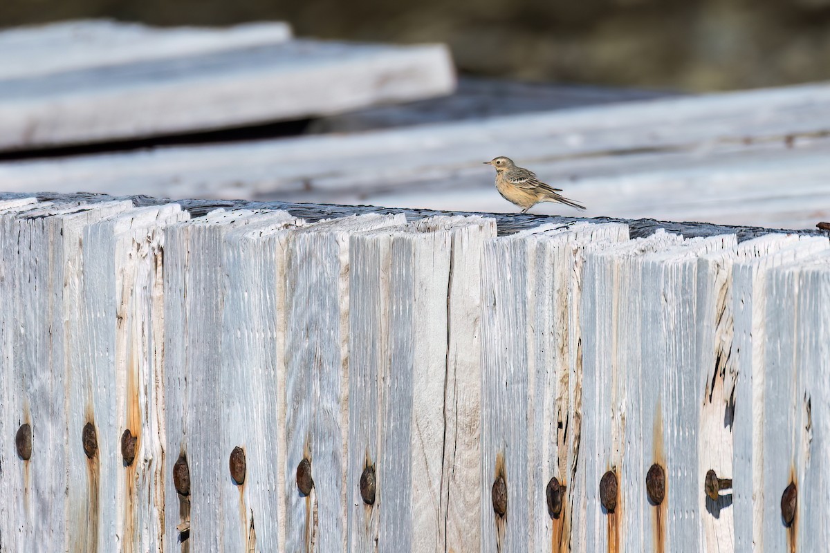 Американский конёк - ML618140578