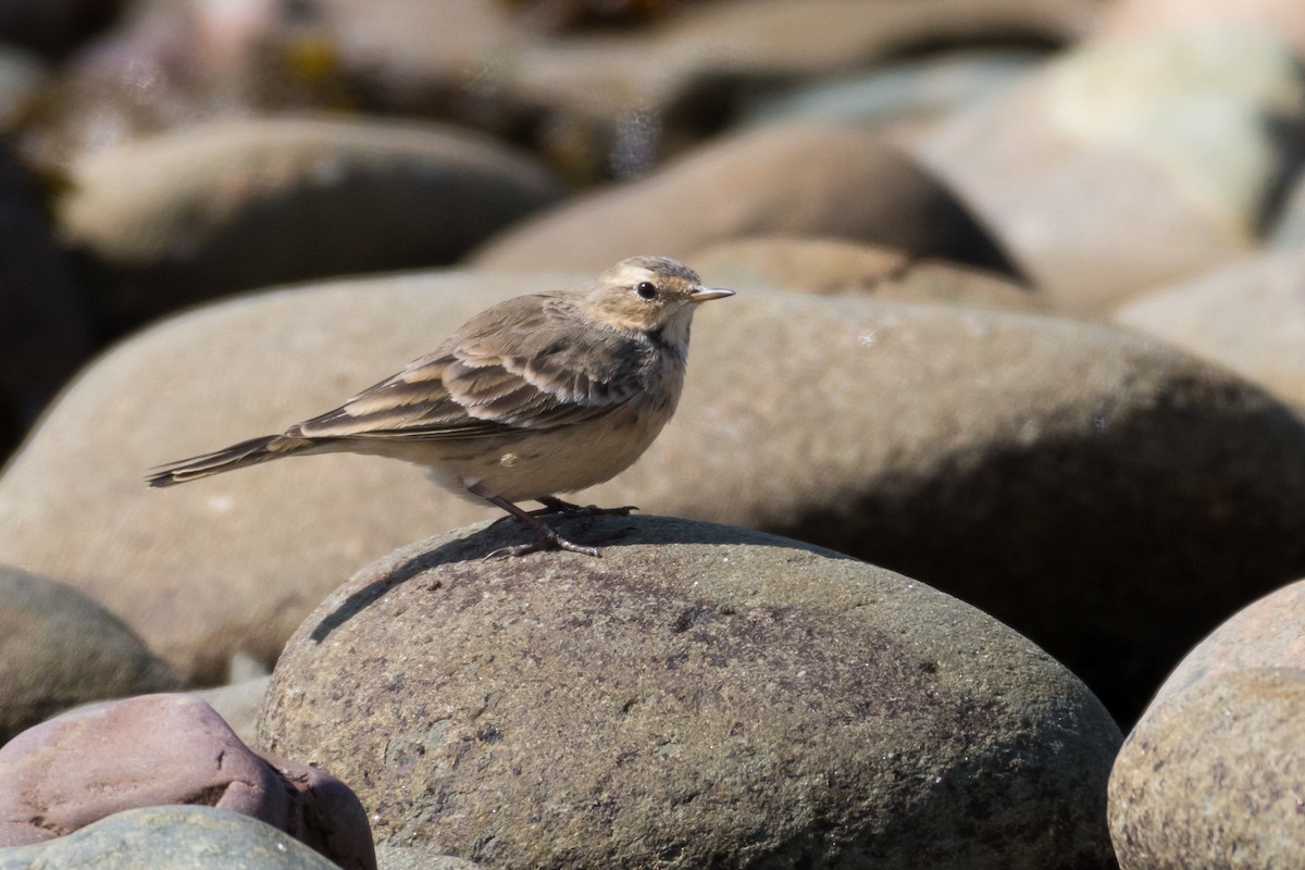 American Pipit - ML618140579