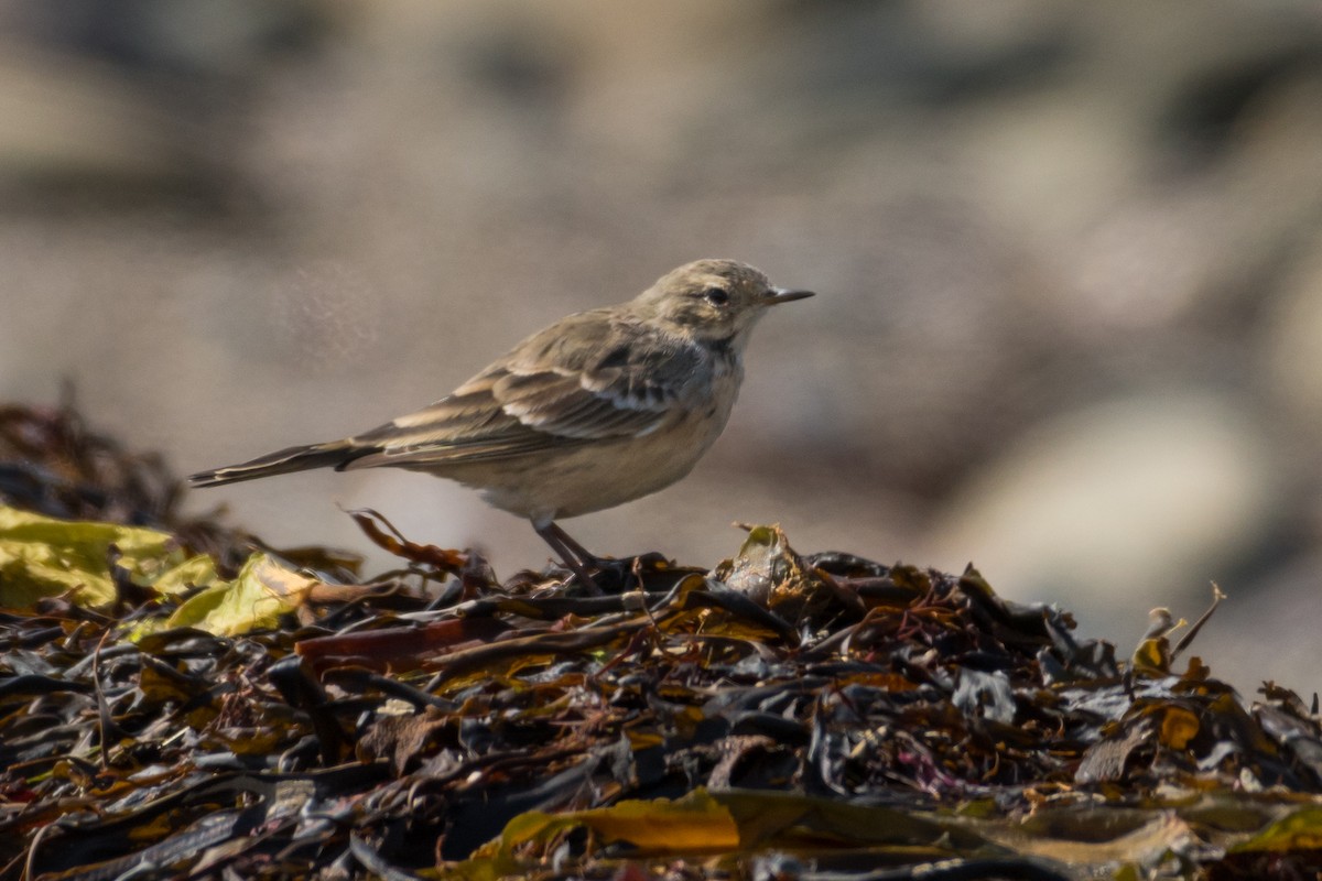 American Pipit - ML618140580