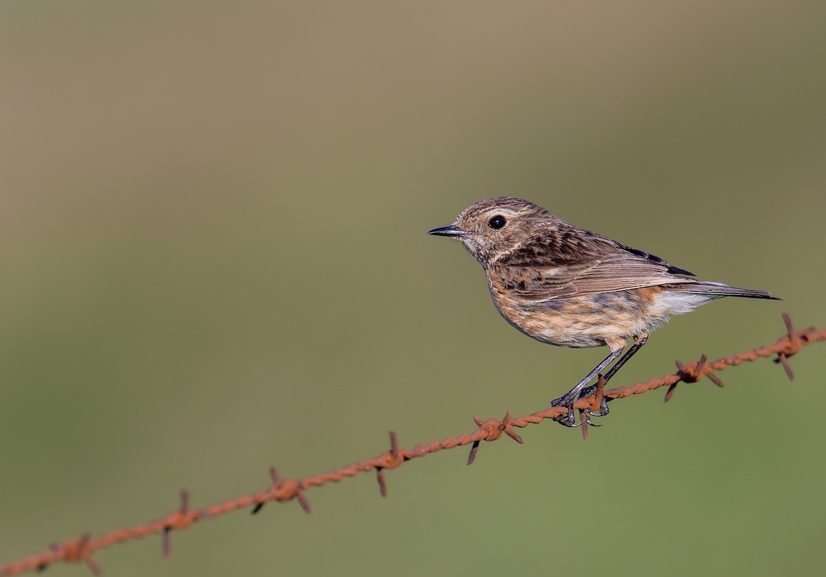 European Stonechat - Tracey Jolliffe