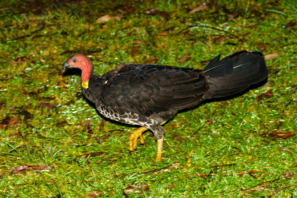 Australian Brushturkey - James Churches