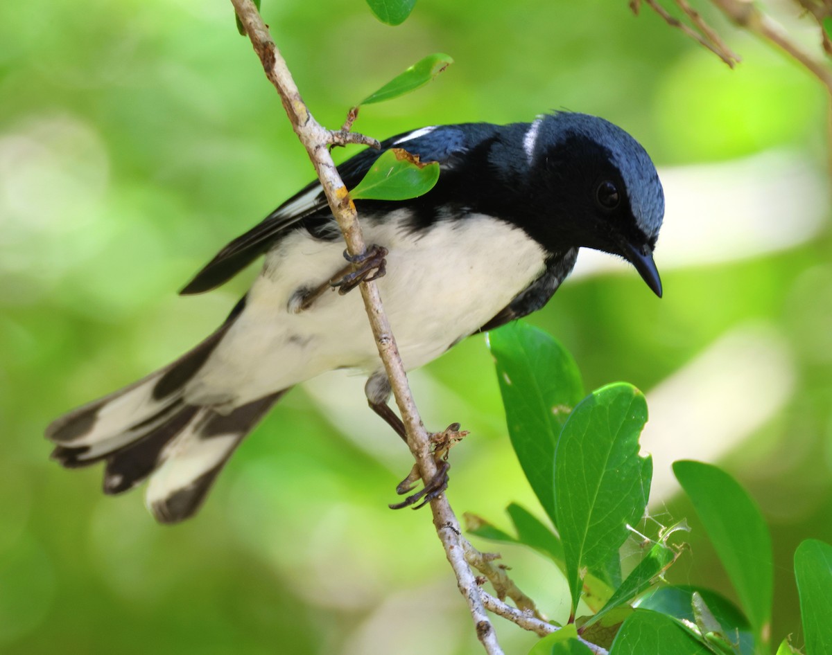 Black-throated Blue Warbler - Anne Ruben