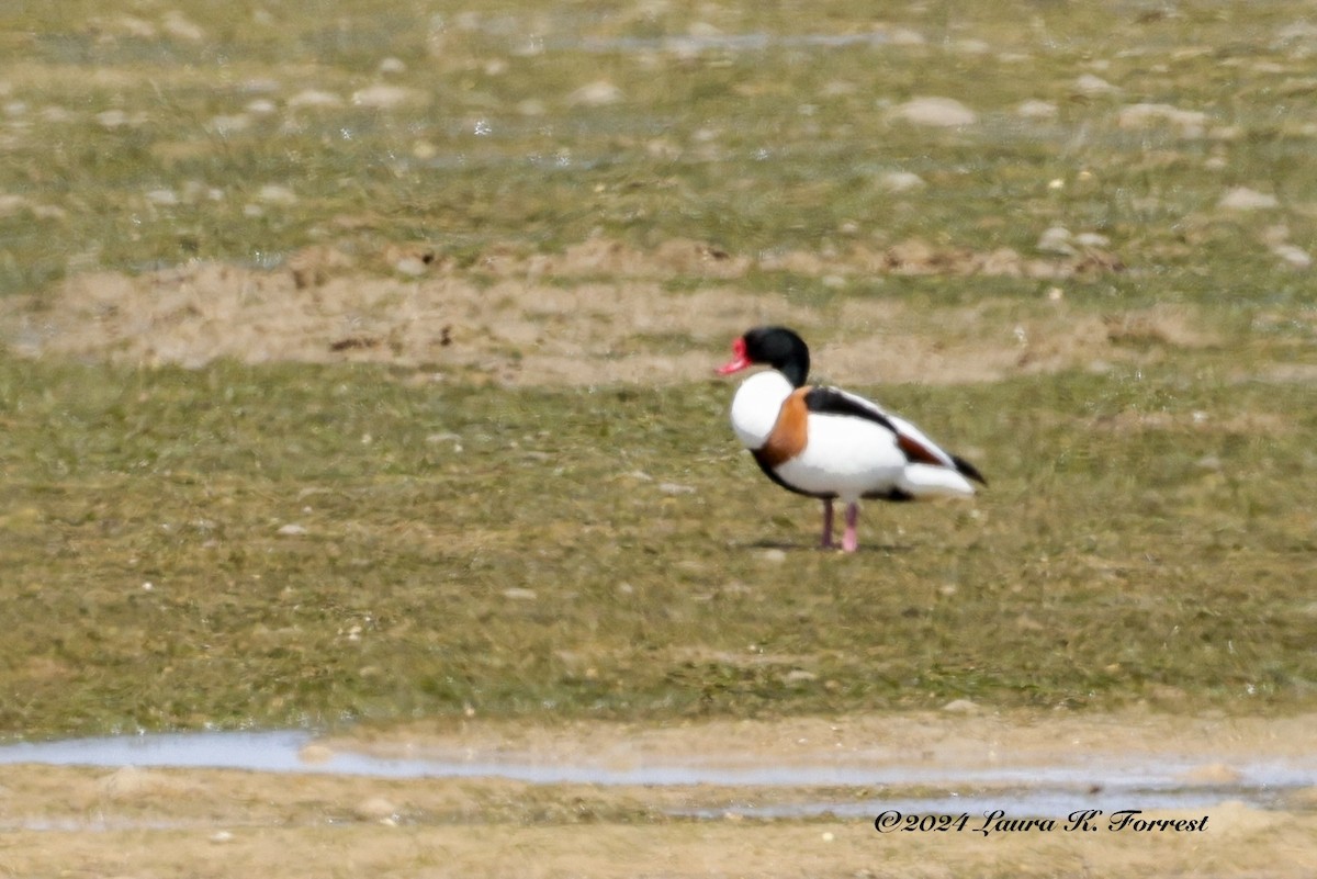 Common Shelduck - Laura Forrest