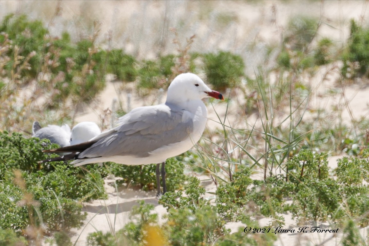 Audouin's Gull - Laura Forrest