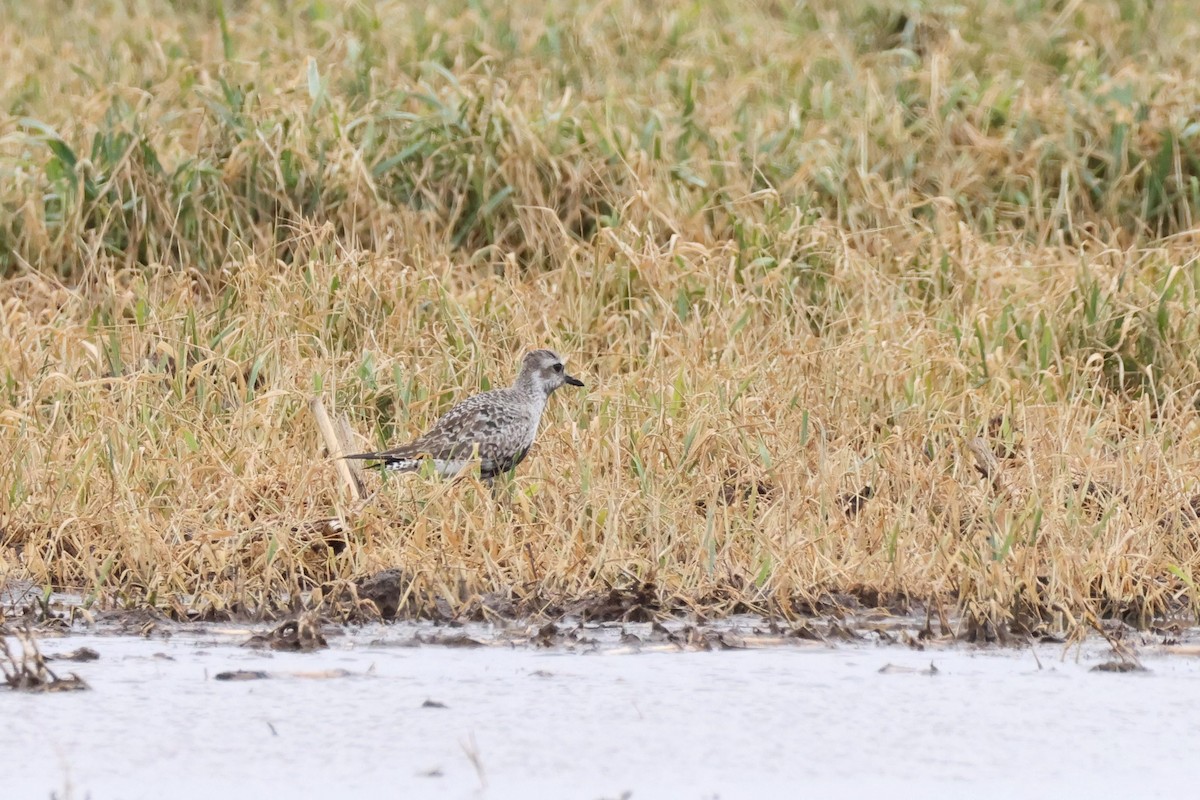 Black-bellied Plover - Anonymous