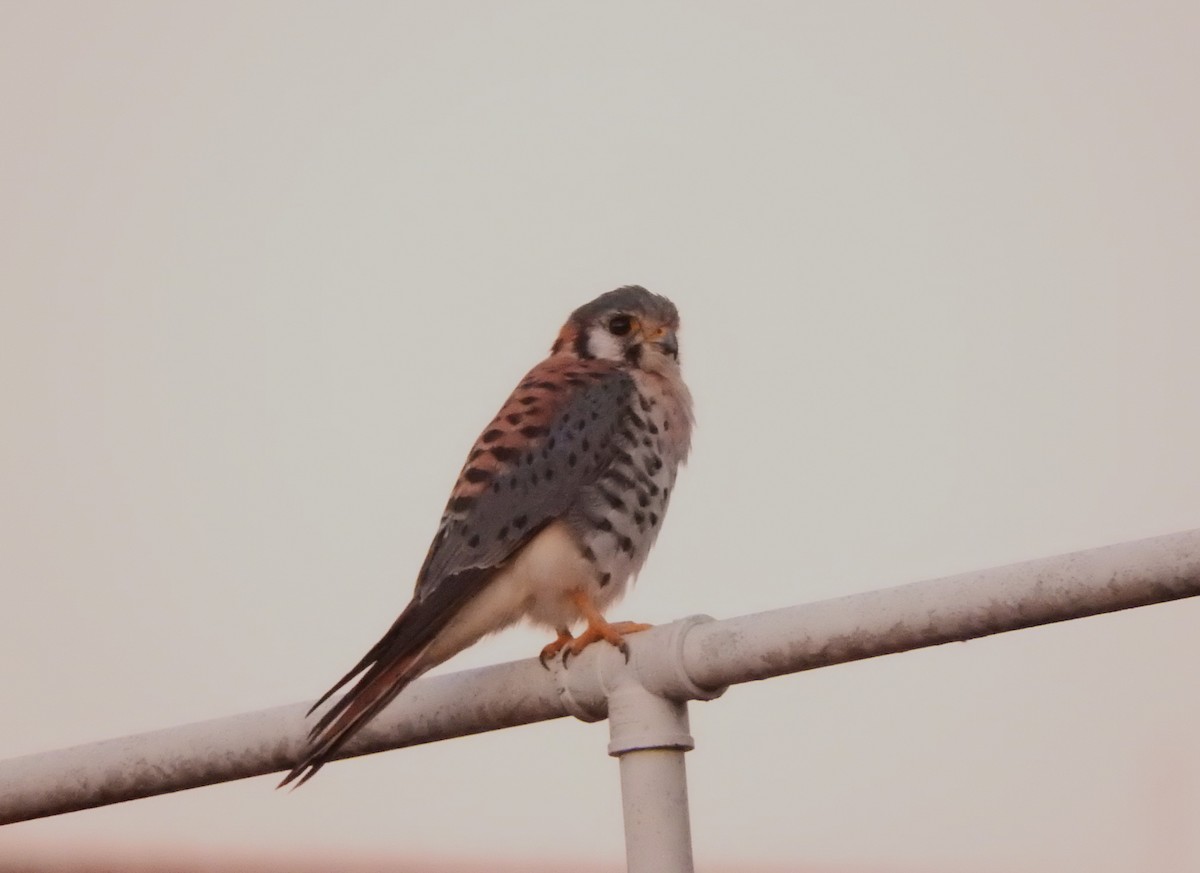 American Kestrel - Roberto Rebeque Junior