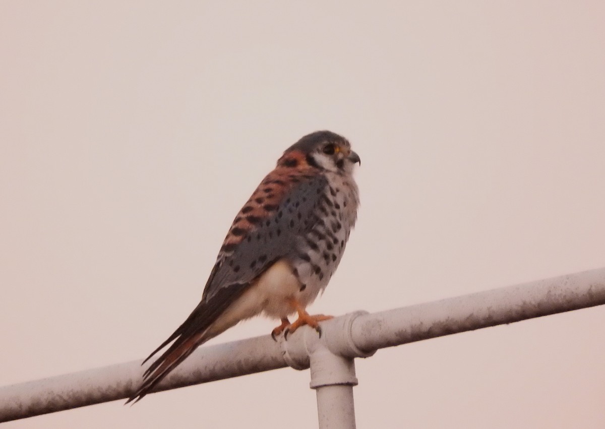 American Kestrel - Roberto Rebeque Junior