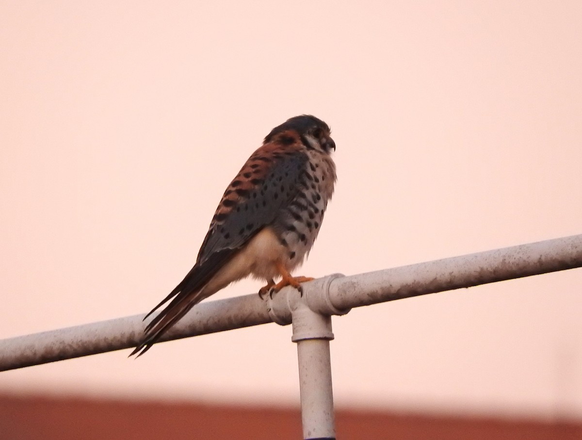 American Kestrel - Roberto Rebeque Junior