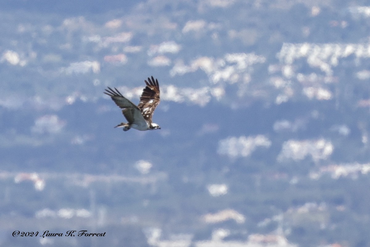 Osprey - Laura Forrest