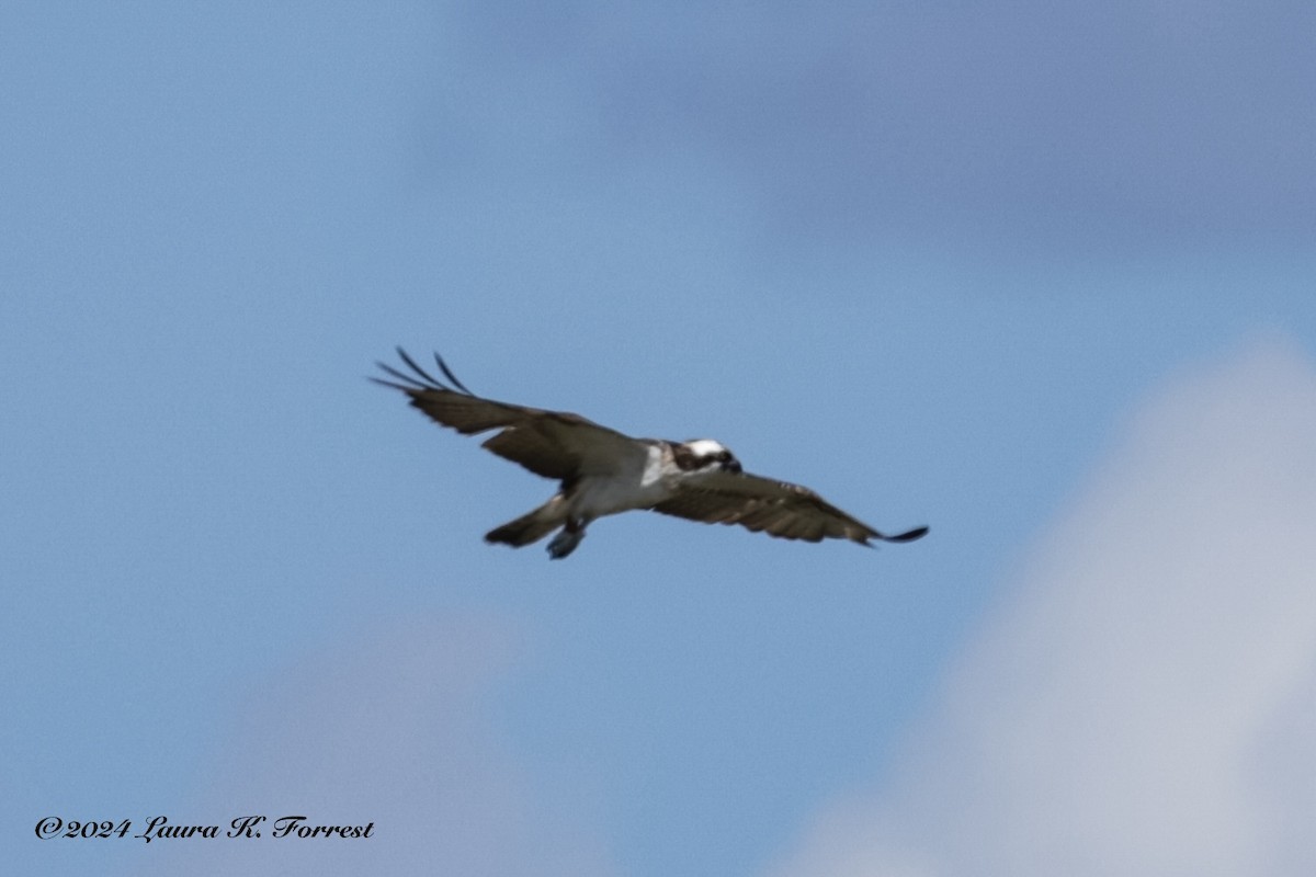 Osprey - Laura Forrest