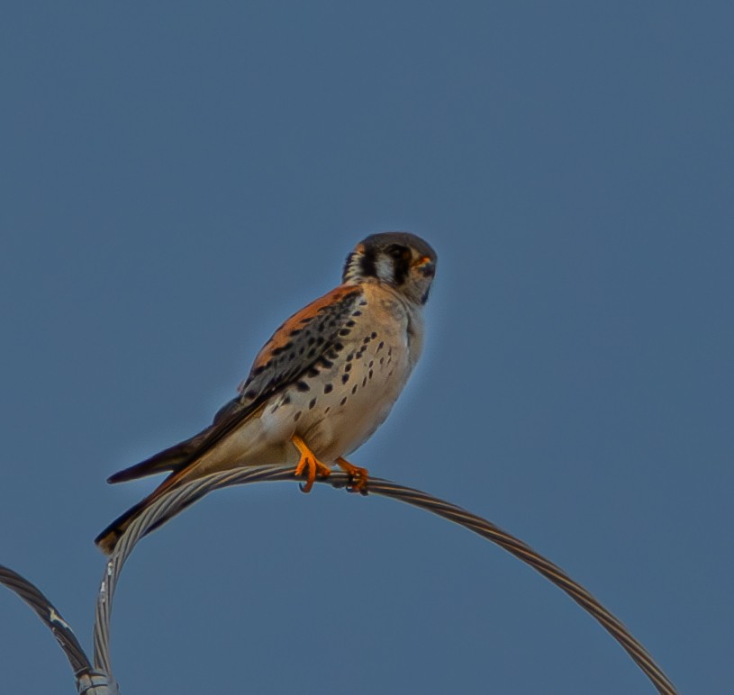 American Kestrel - Kevin James