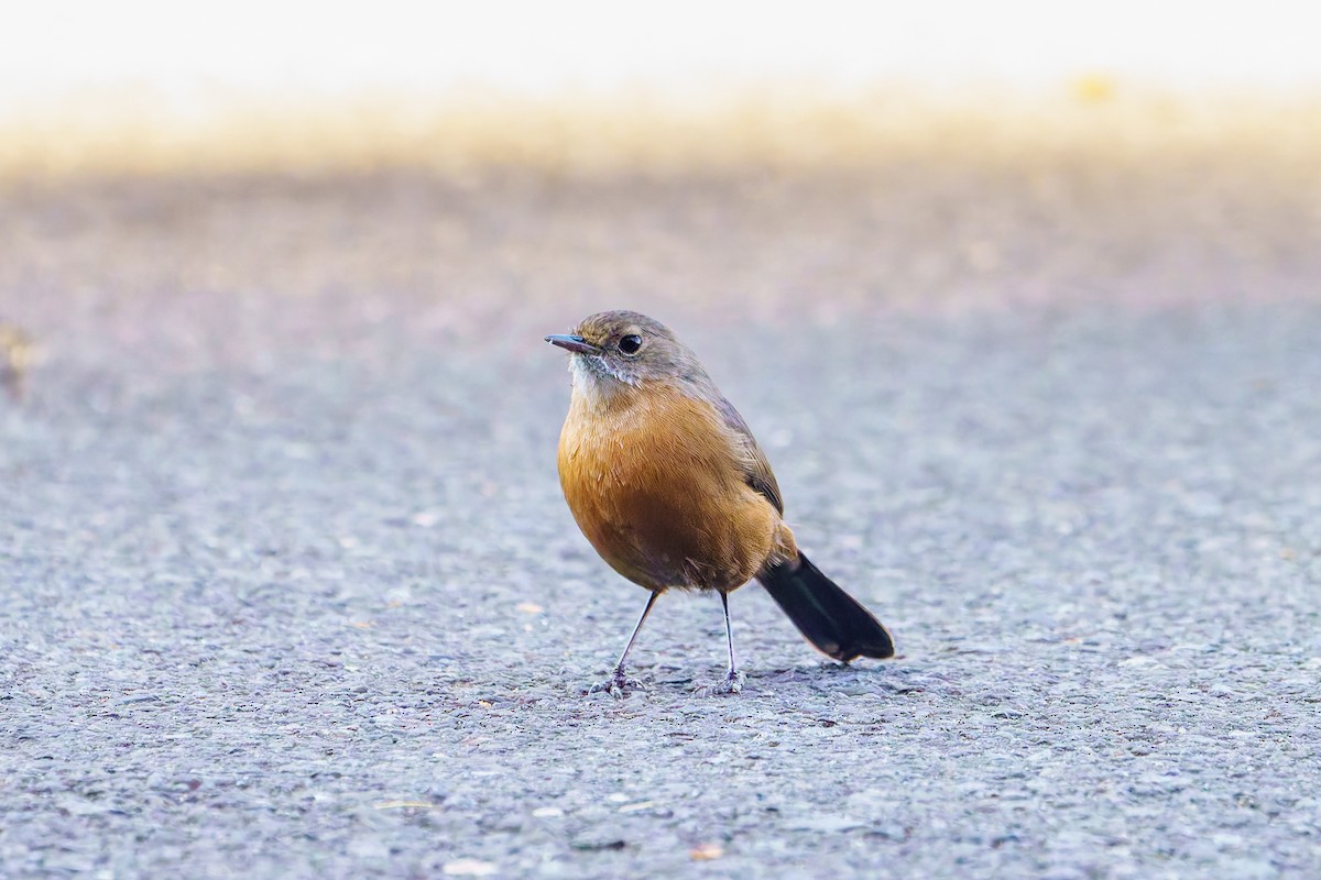 Rockwarbler - James Churches