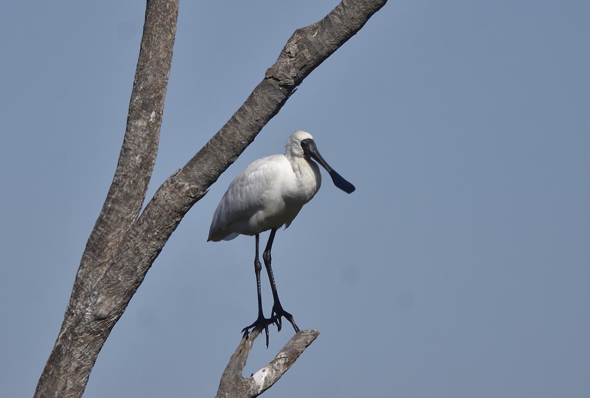 Royal Spoonbill - Anthony Katon