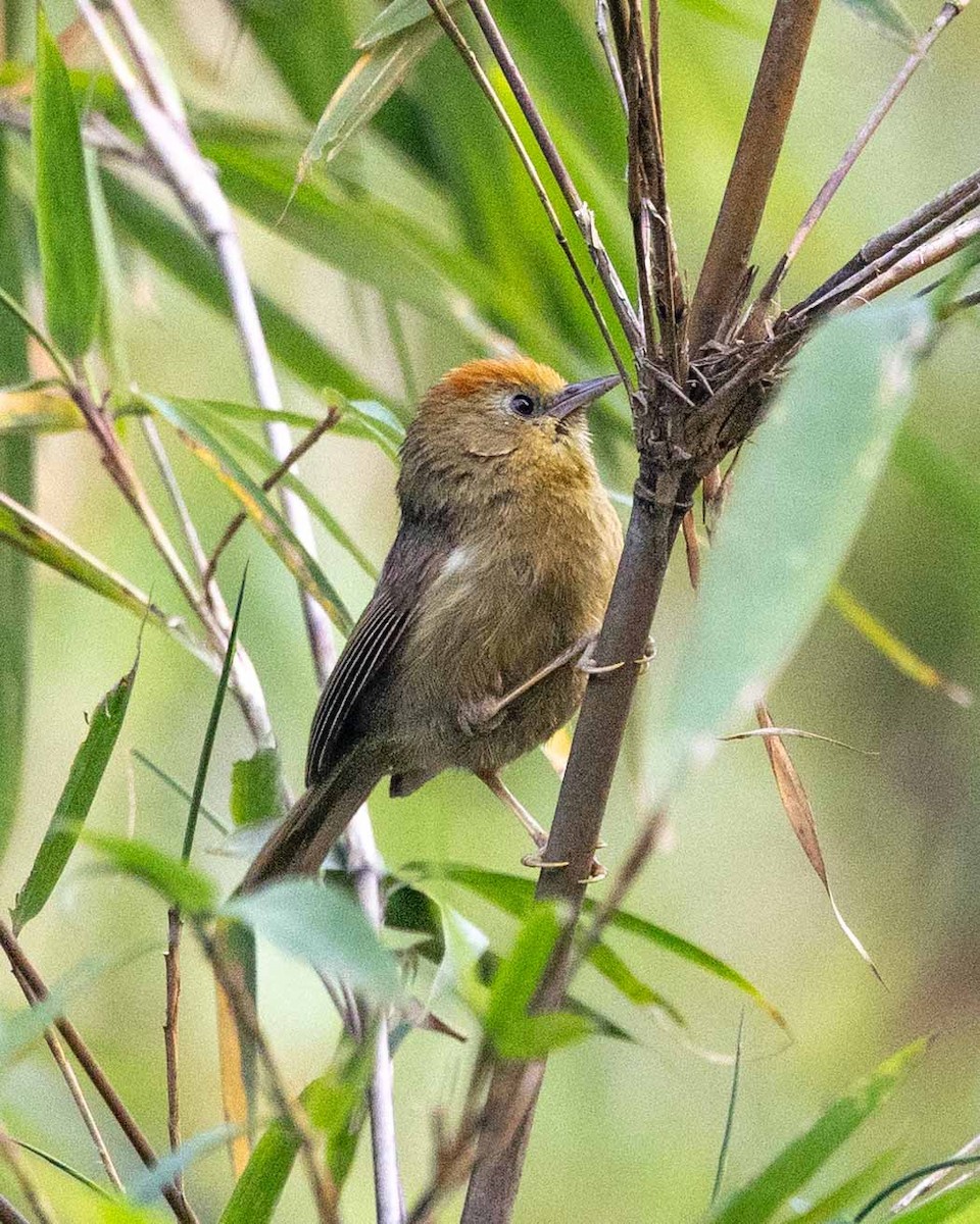 Rufous-capped Babbler - ML618140747