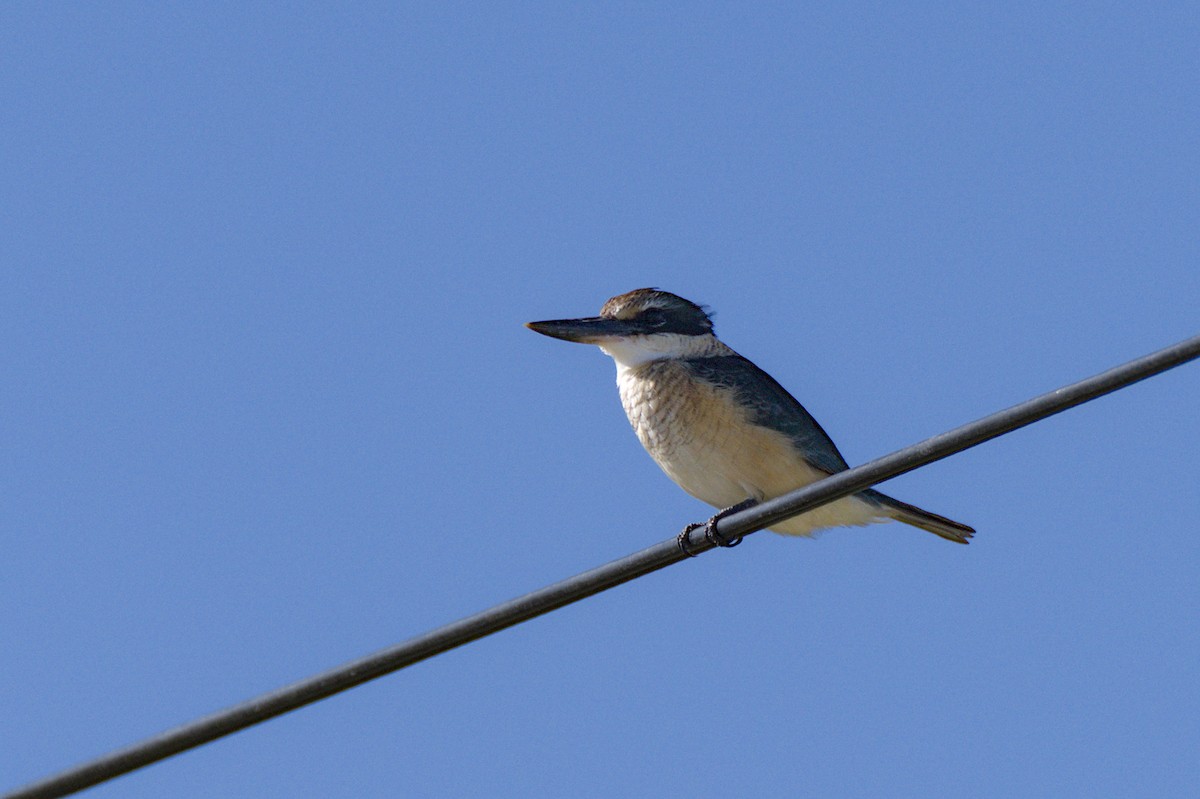 Sacred Kingfisher - ML618140748