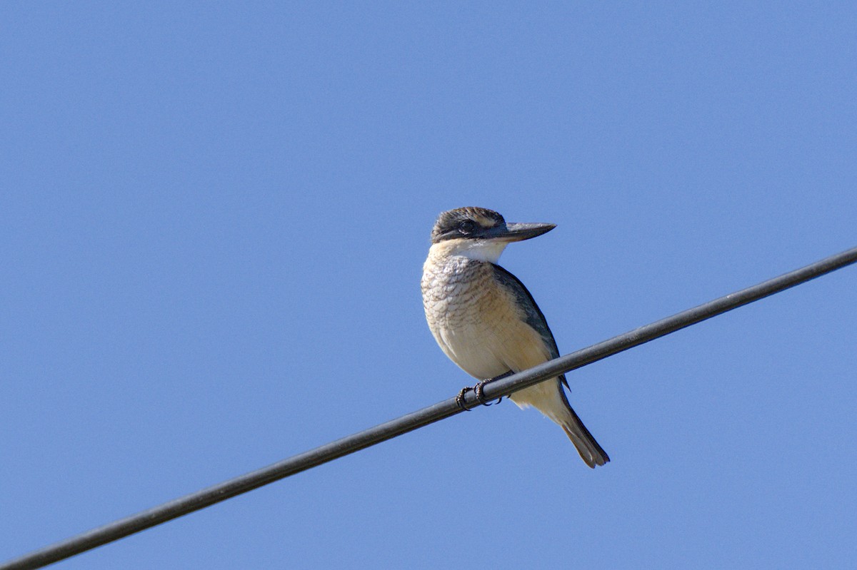 Sacred Kingfisher - ML618140749