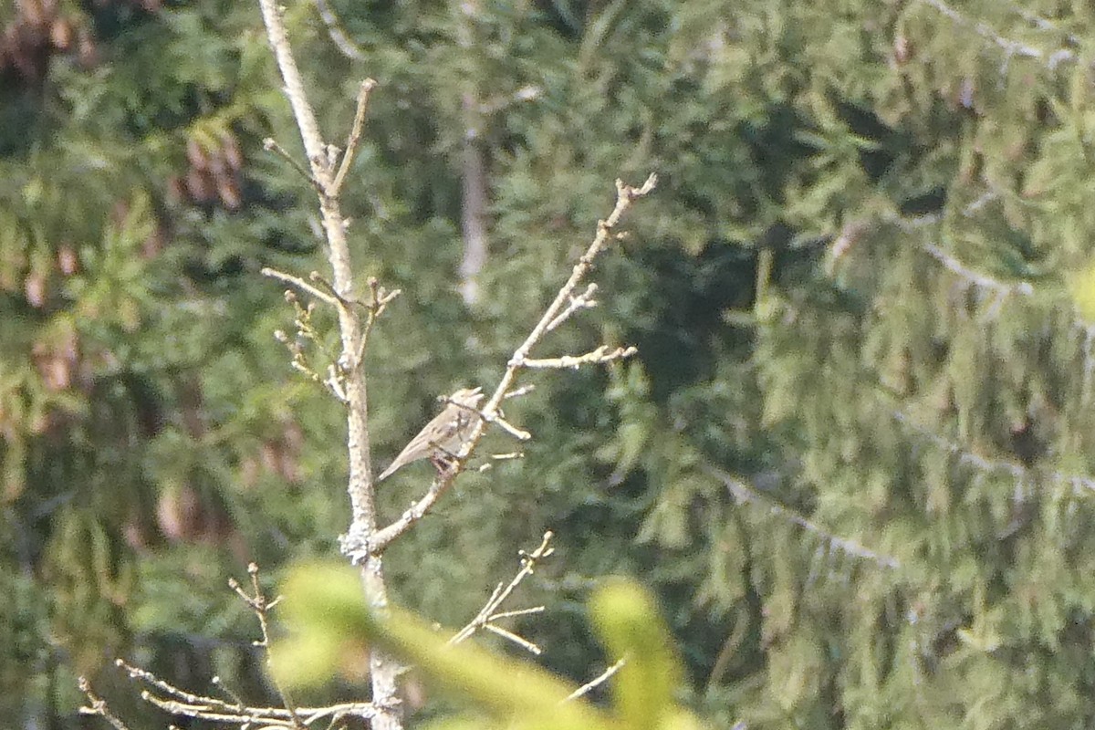 פפיון עצים - ML618140751