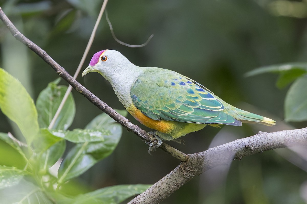 Rose-crowned Fruit-Dove - Dana Cameron