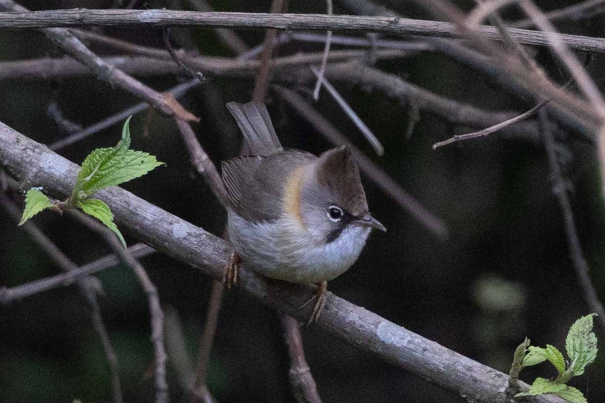 Whiskered Yuhina - Samanvitha Rao