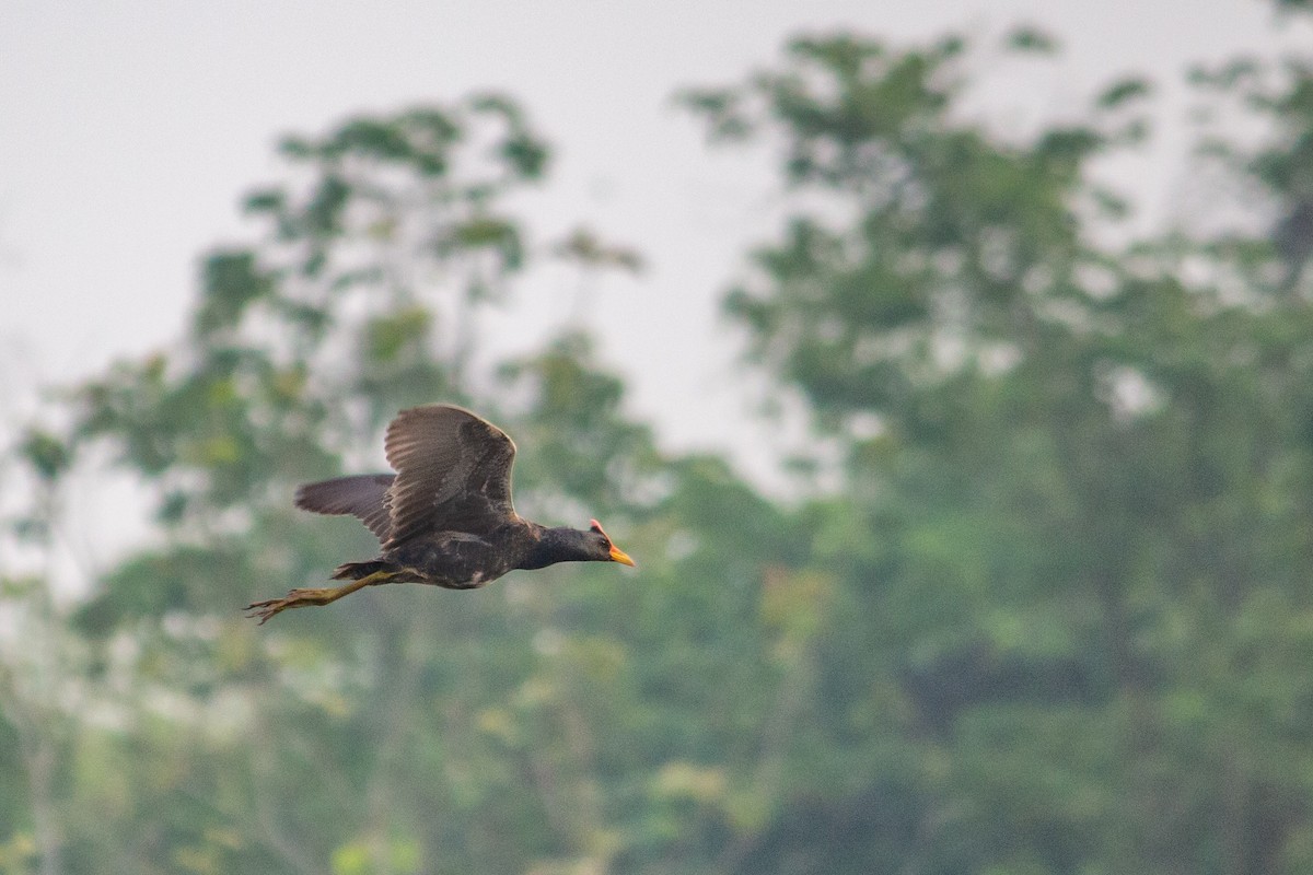 Watercock - Dipankar Dev