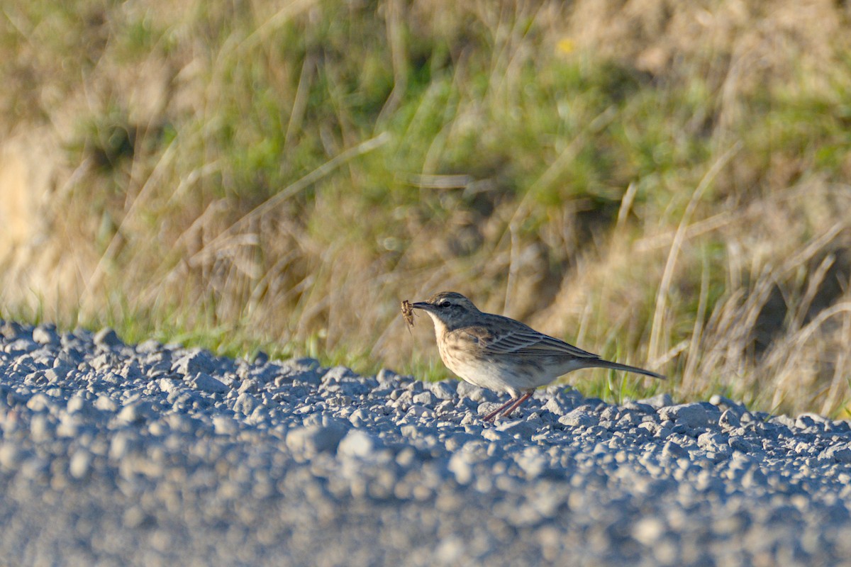 New Zealand Pipit - Christopher Tuffley