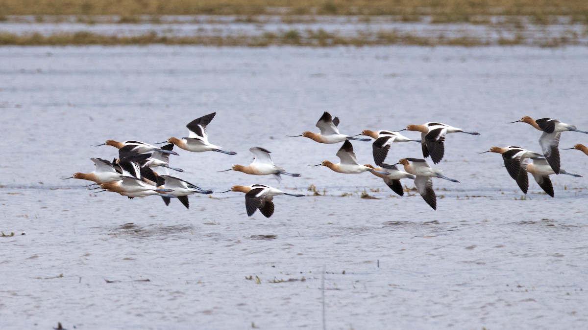 American Avocet - Rita Flohr