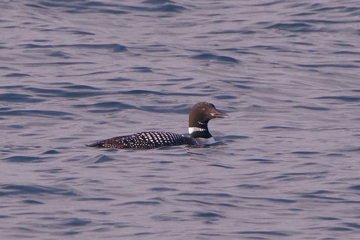 Common Loon - Lowell Goudge