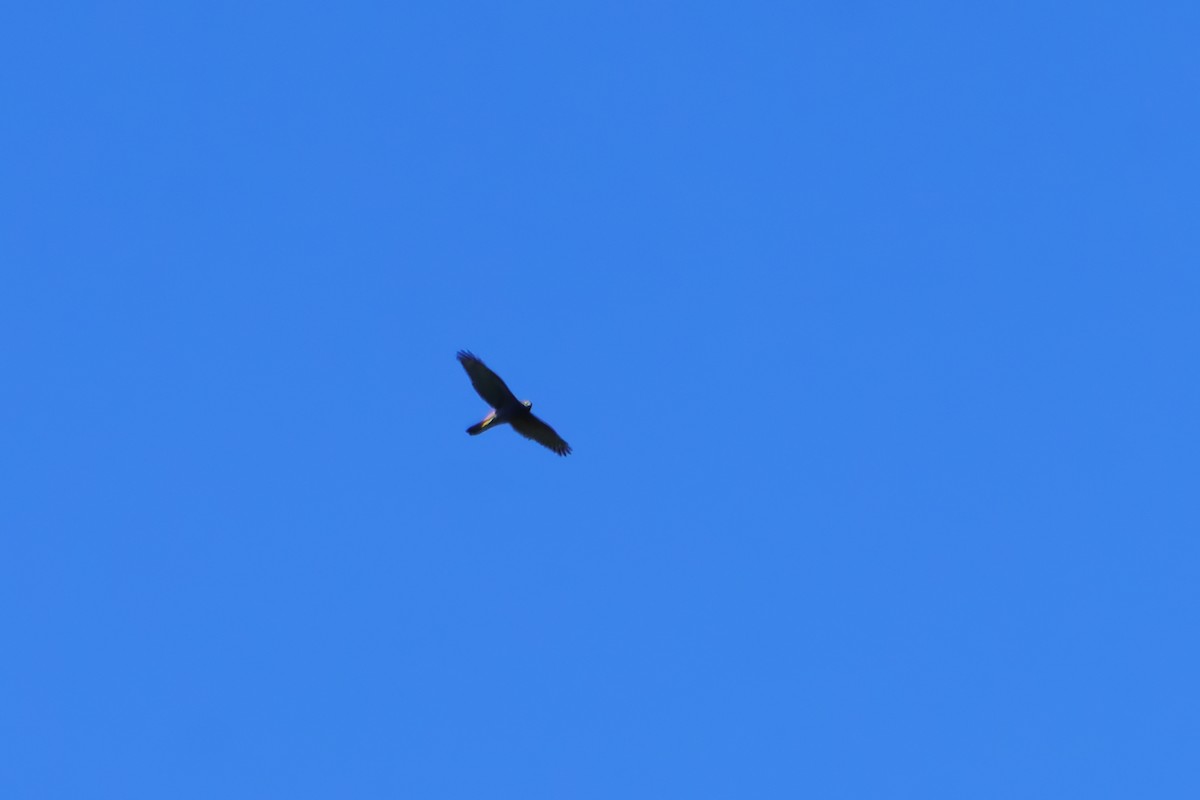 Brown Goshawk - James Churches