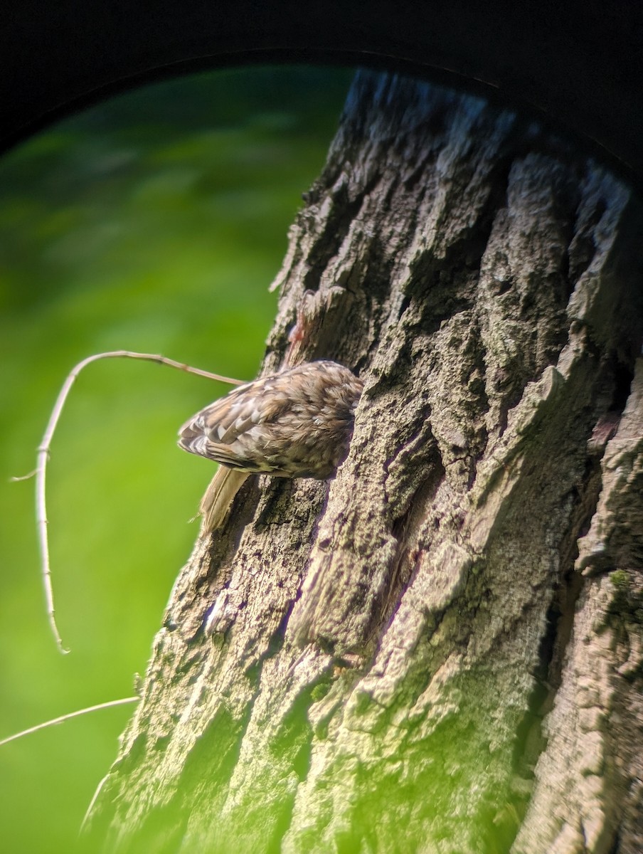 Eurasian Treecreeper - Marin Ultramarin