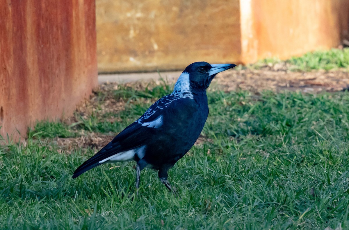 Verdugo Flautista (occidental) - ML618140830