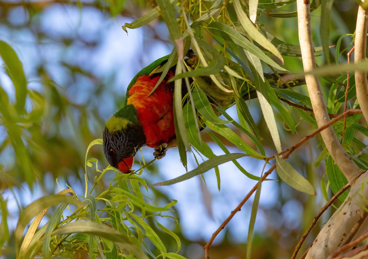 Rainbow Lorikeet - Hickson Fergusson