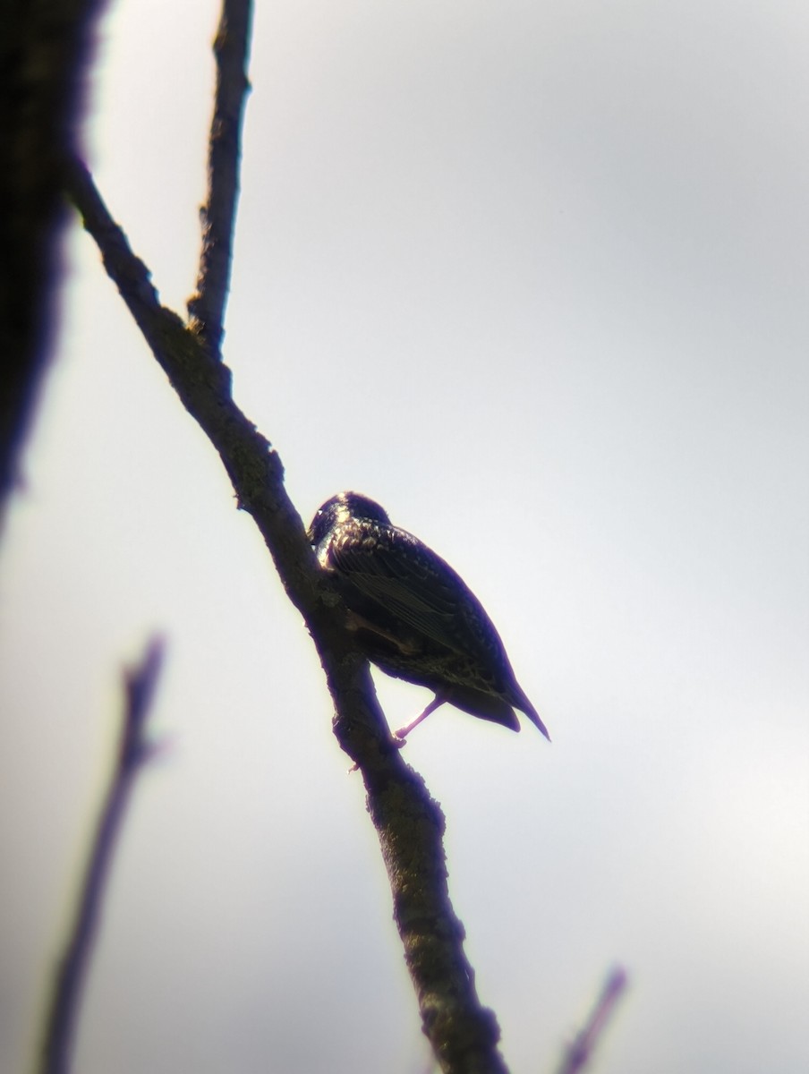 European Starling - Marin Ultramarin