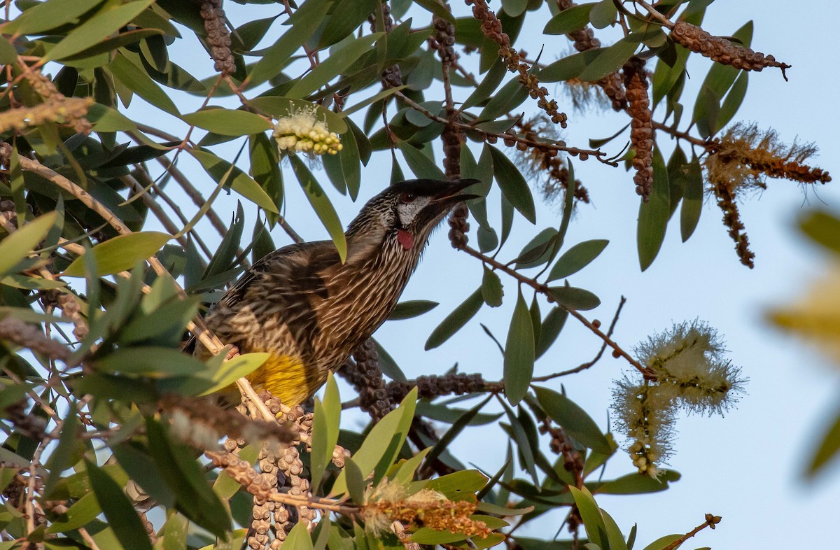 Red Wattlebird - Hickson Fergusson