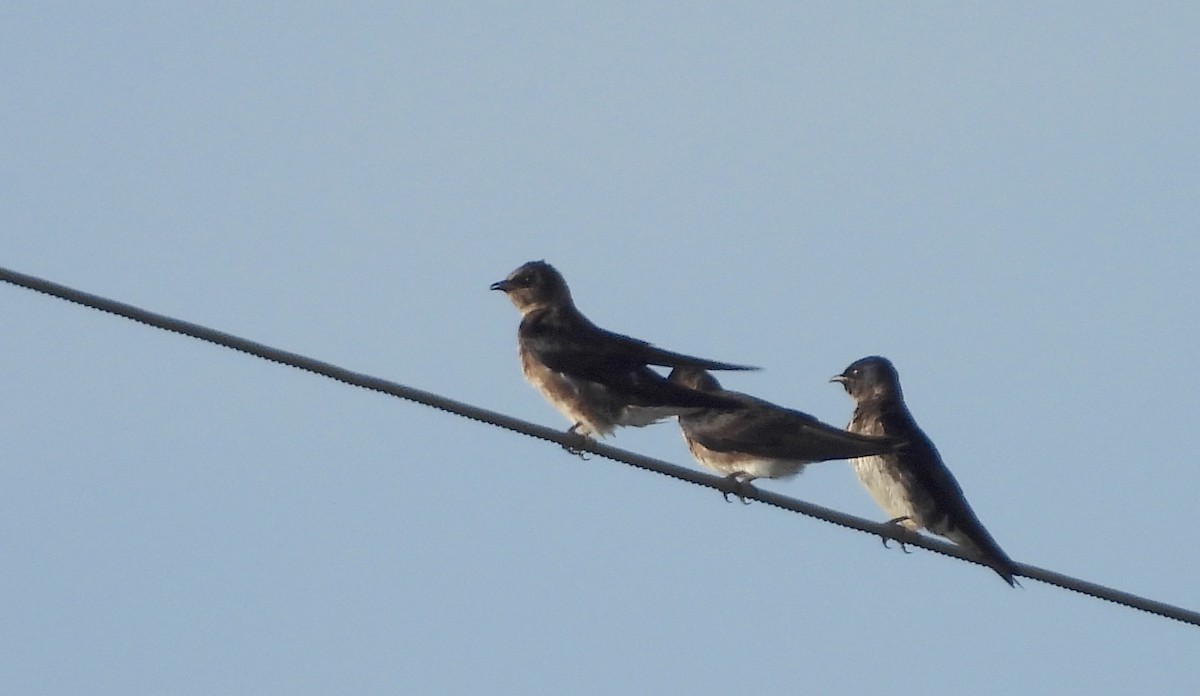 Purple Martin - Christine Rowland