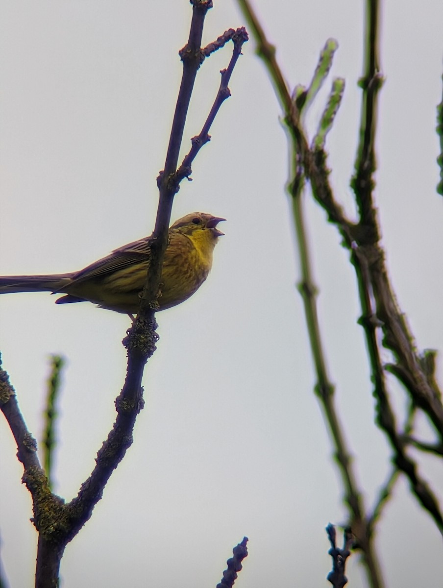 Yellowhammer - Marin Ultramarin