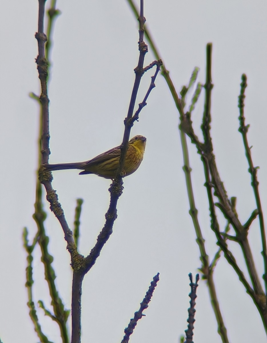 Yellowhammer - Marin Ultramarin