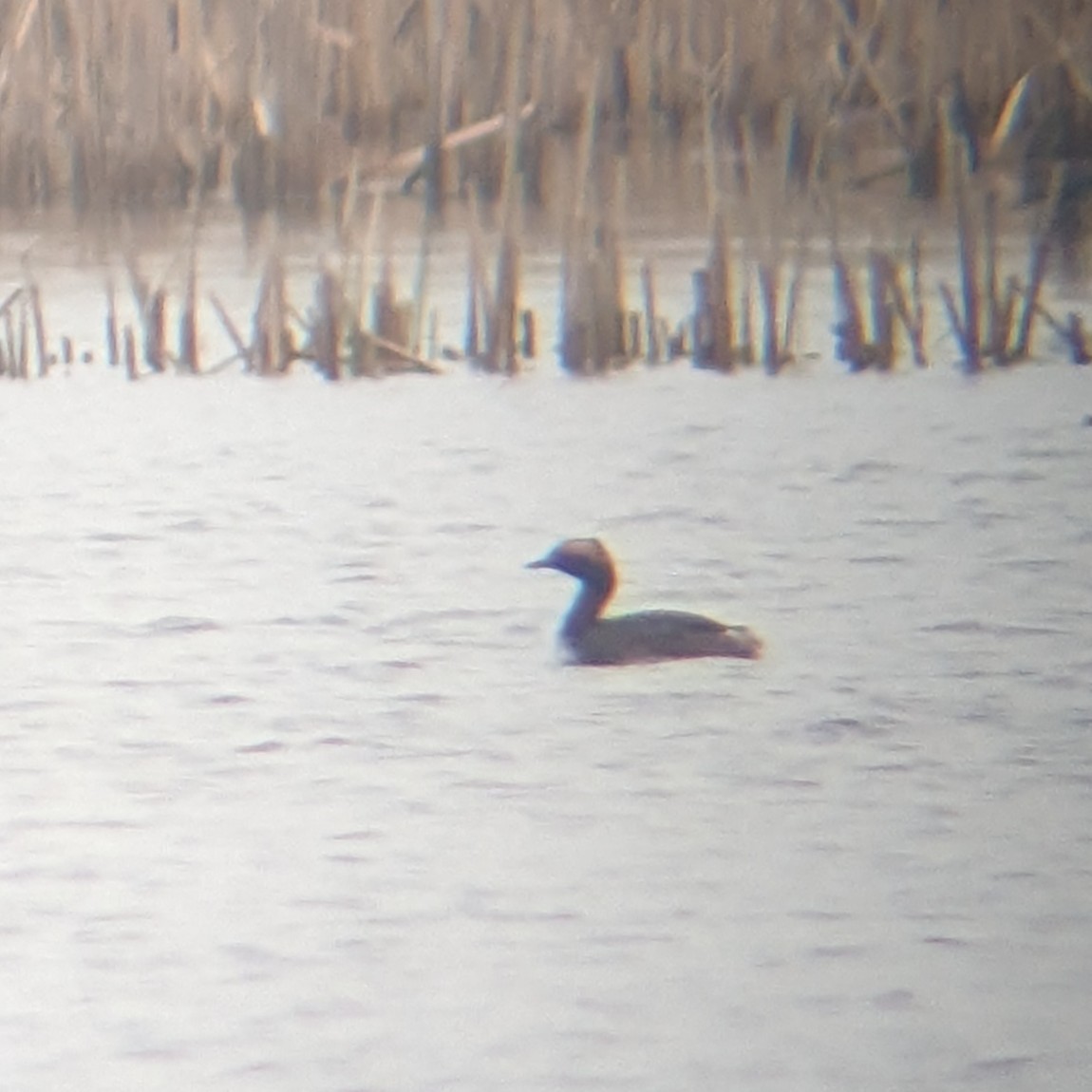 Horned Grebe - Dana Siefer