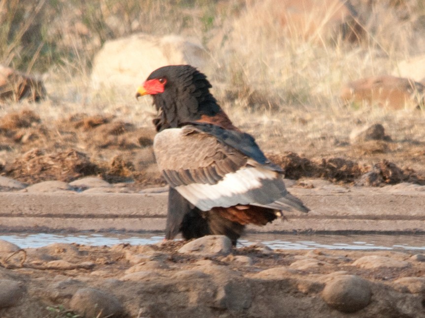 Bateleur - Warren Schultze