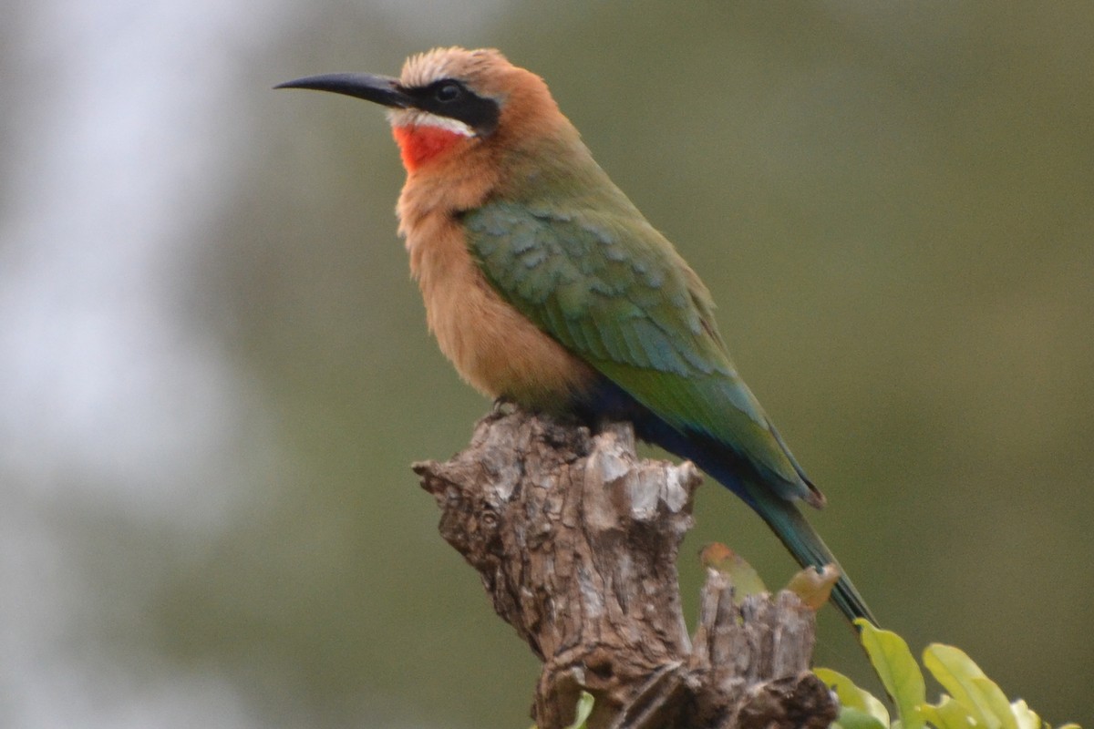 White-fronted Bee-eater - Warren Schultze