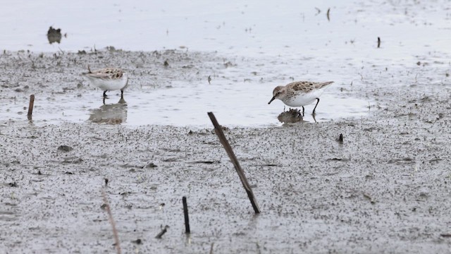 Semipalmated Sandpiper - ML618140903