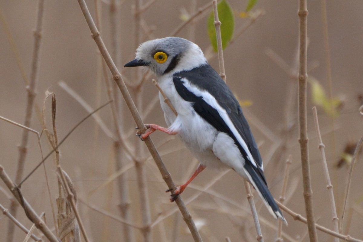 White Helmetshrike (Yellow-eyed) - Warren Schultze