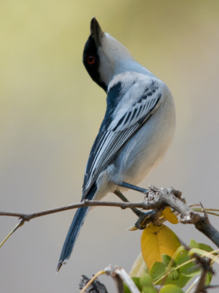 Black-backed Puffback - Warren Schultze