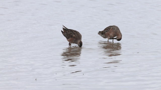 langnebbekkasinsnipe - ML618140908